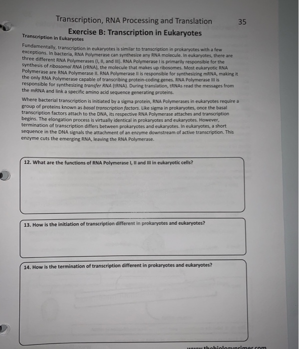 Solved Transcription, RNA Processing and Translation 35 | Chegg.com
