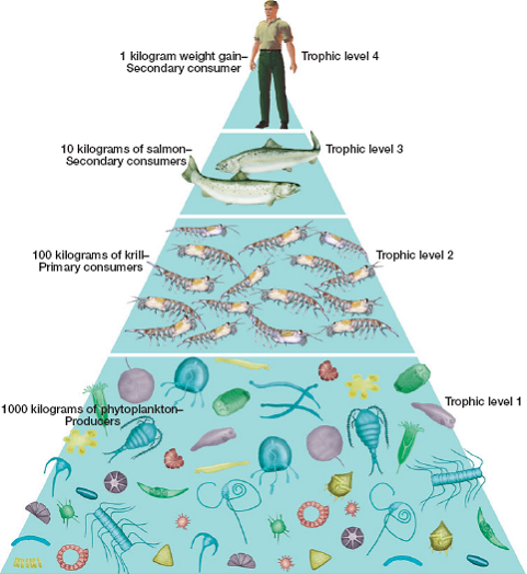 Solved: Using the diagram of a food pyramid (Figure 2) for refe ...