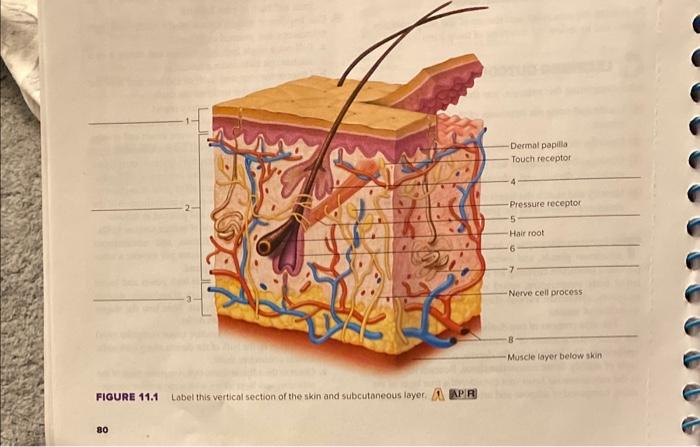 Solved FIOURE 11.1 Label this vertical section of the skin | Chegg.com