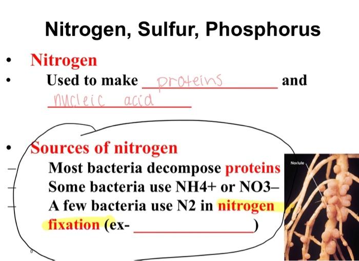 Nitrogen, Sulfur, Phosphorus
- Nitrogen
- \( \quad \) Used to make and
- sources of nitrogen Most bacteria decompose proteins