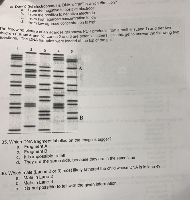 Solved The gel below shows the results of digesting a | Chegg.com