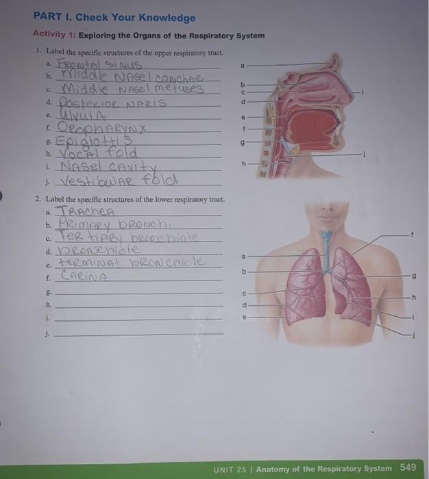 UNIT 1: The Respiratory System