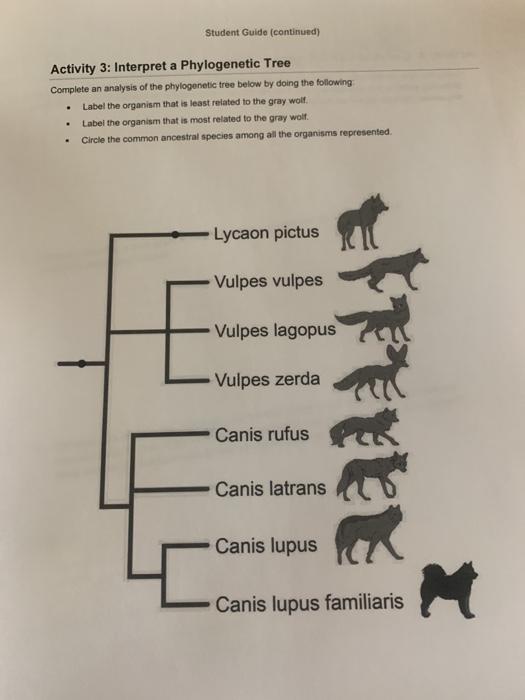 Student Guide (continued) Activity 3: Interpret a Phylogenetic Tree Complete an analysis of the phylogenetic tree below by do