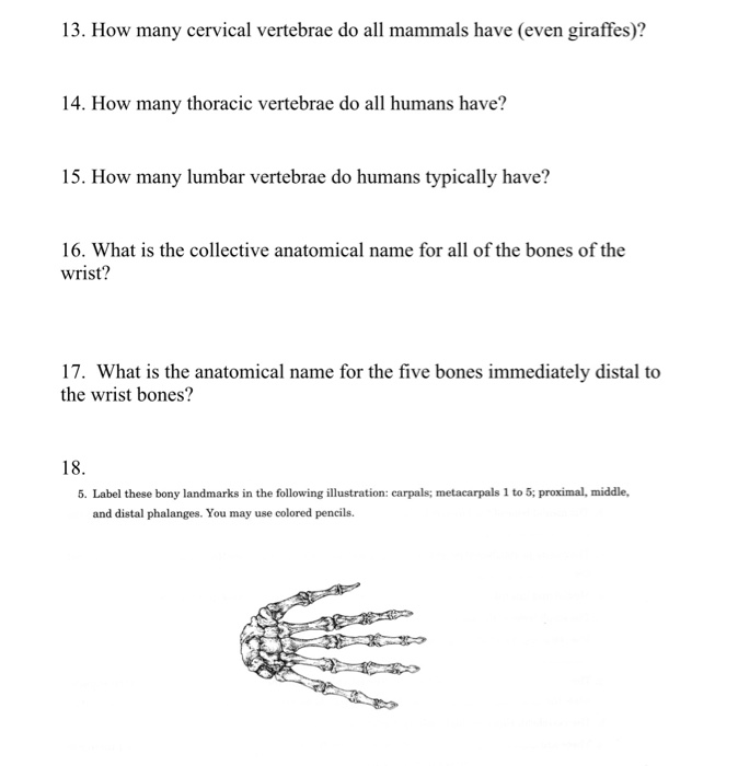 Solved 13. How many cervical vertebrae do all mammals have | Chegg.com