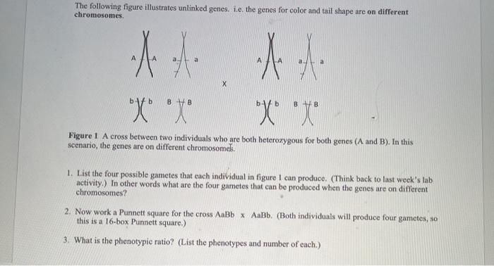 Solved The following figure illustrates unlinked genes. i.e. | Chegg.com