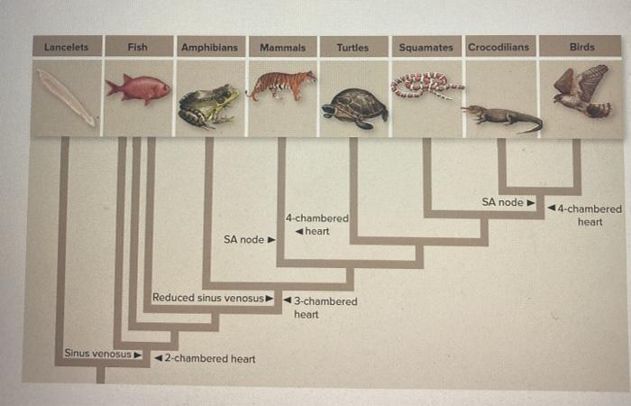Solved Lancelets Fish Amphibians Mammals Turtles Squamates 