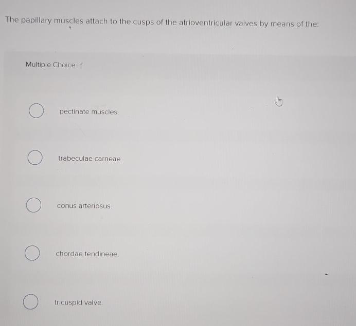 Solved The papillary muscles attach to the cusps of the | Chegg.com