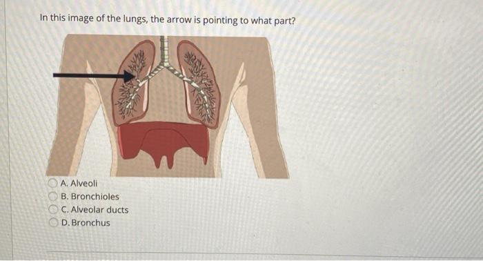 Solved In this image of the lungs, the arrow is pointing to | Chegg.com