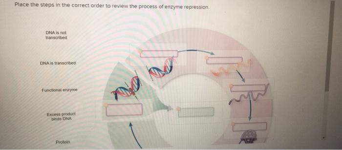 Solved Place the steps in the correct order to review the | Chegg.com