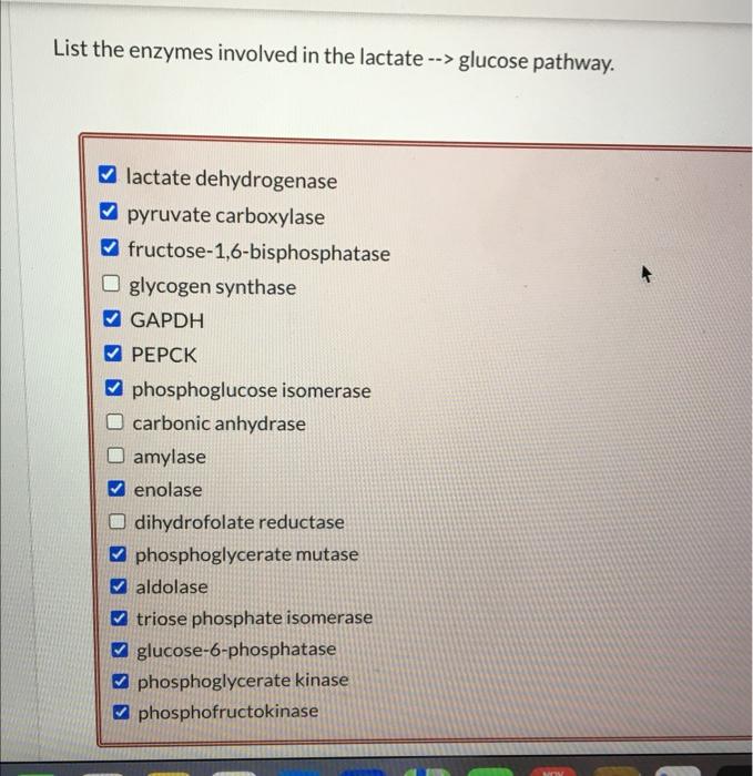 List the enzymes involved in the lactate \( \rightarrow> \) glucose pathway.
lactate dehydrogenase
pyruvate carboxylase
fruct