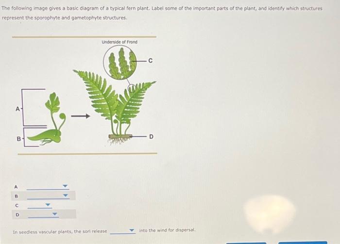 vascular plants diagram