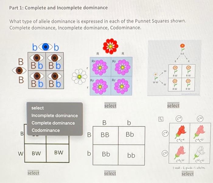 incomplete dominance punnett square