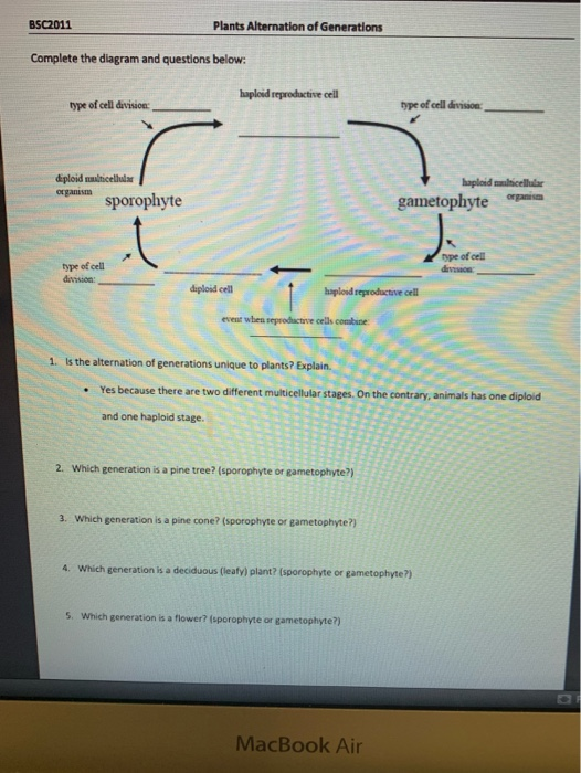 Solved BSC2011 Plants Alternation Of Generations Complete | Chegg.com