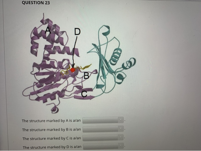 Solved QUESTION 23 The structure marked by A is a/an The | Chegg.com