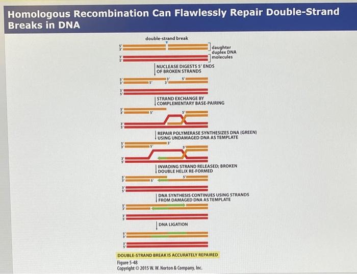 Solved Homologous Recombination Can Flawlessly Repair | Chegg.com