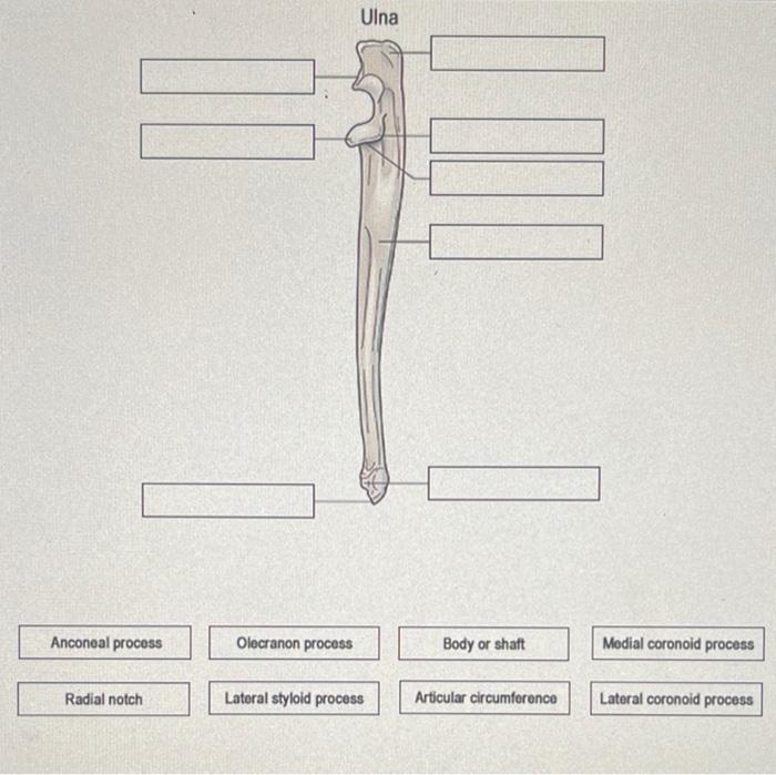 Modial coronoid process
Anconeal process
Radial notch
Lateral styloid process
Articular circumforence
Lateral coronoid proces