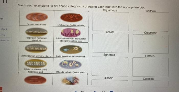 Match each example to its cell shape category by dragging each label into the approprlate box: