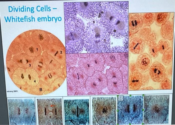 Dividing Cells -
Whitefish embryo