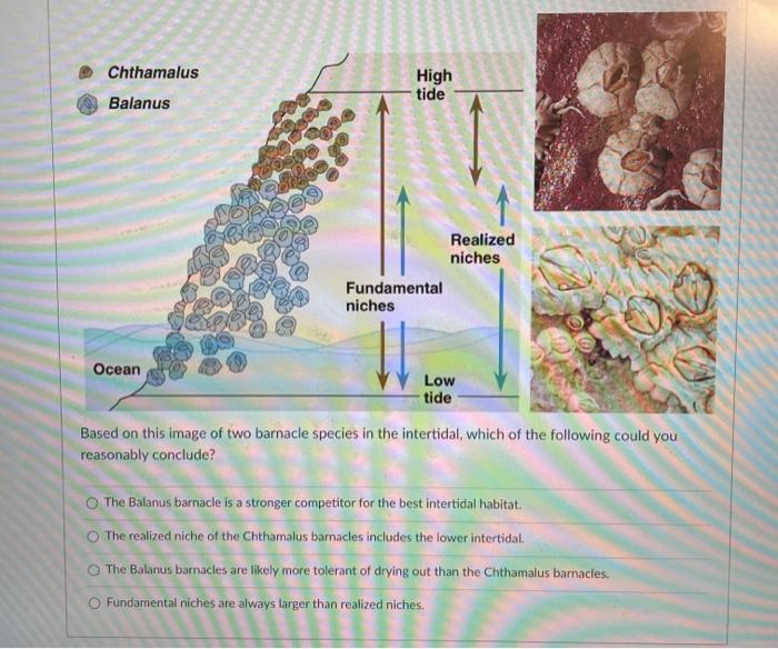 Solved Chthamalus High Tide Balanus Realized Niches | Chegg.com