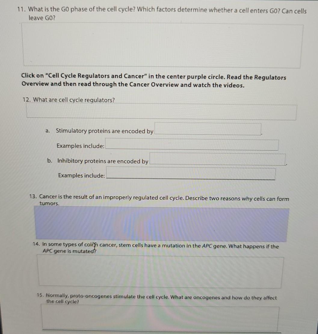 Solved 11. What Is The Go Phase Of The Cell Cycle? Which | Chegg.com