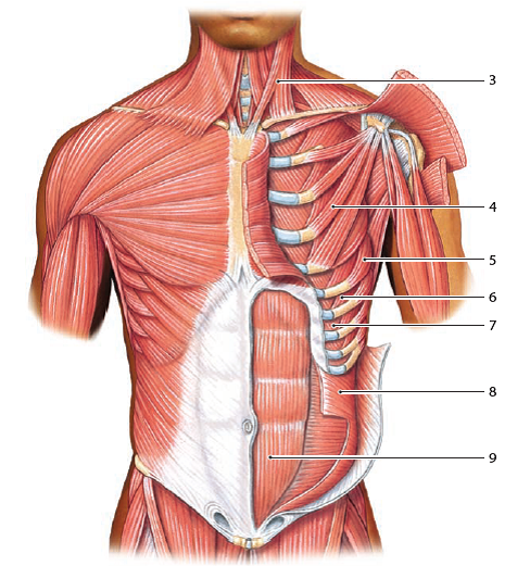 Identify the labeled respiratory muscles and for each i... | Chegg.com