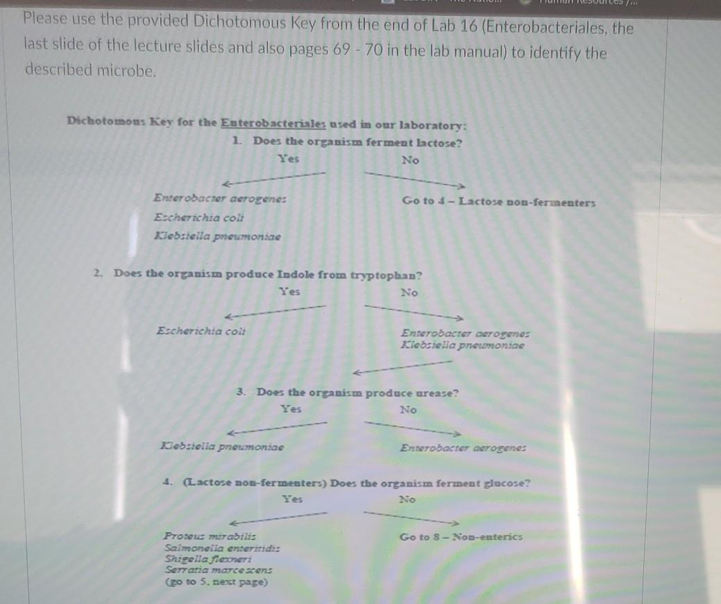 Solved After incubating in the SIM media, Kovac's reagent V | Chegg.com