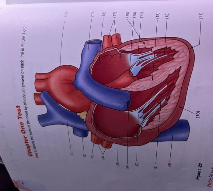 Solved Identify The Parts Of The Heart By Placing An Answer 