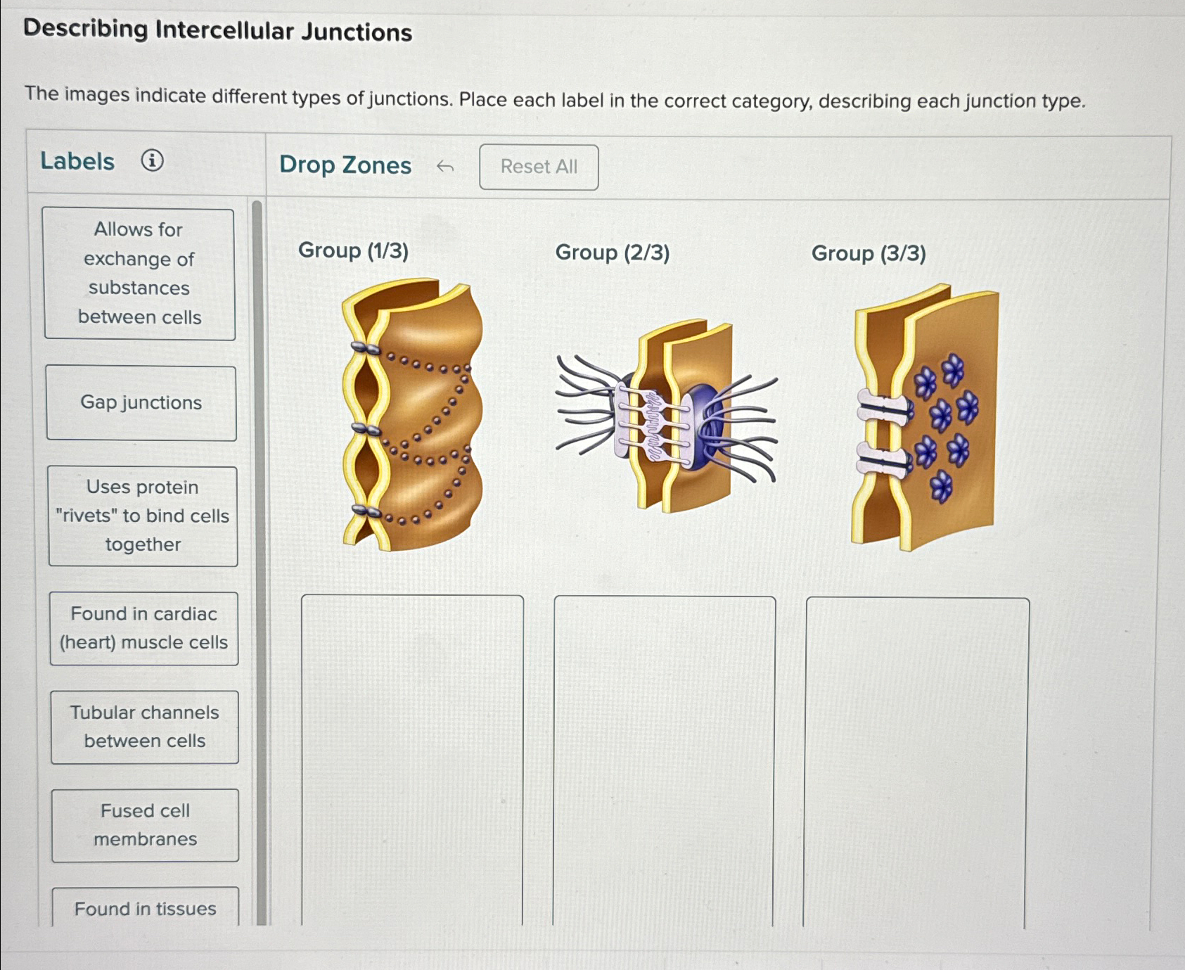 Solved Describing Intercellular JunctionsThe images indicate