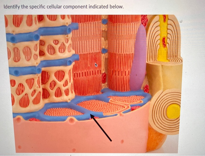 Solved Identify the cellular component indicated below. MID | Chegg.com