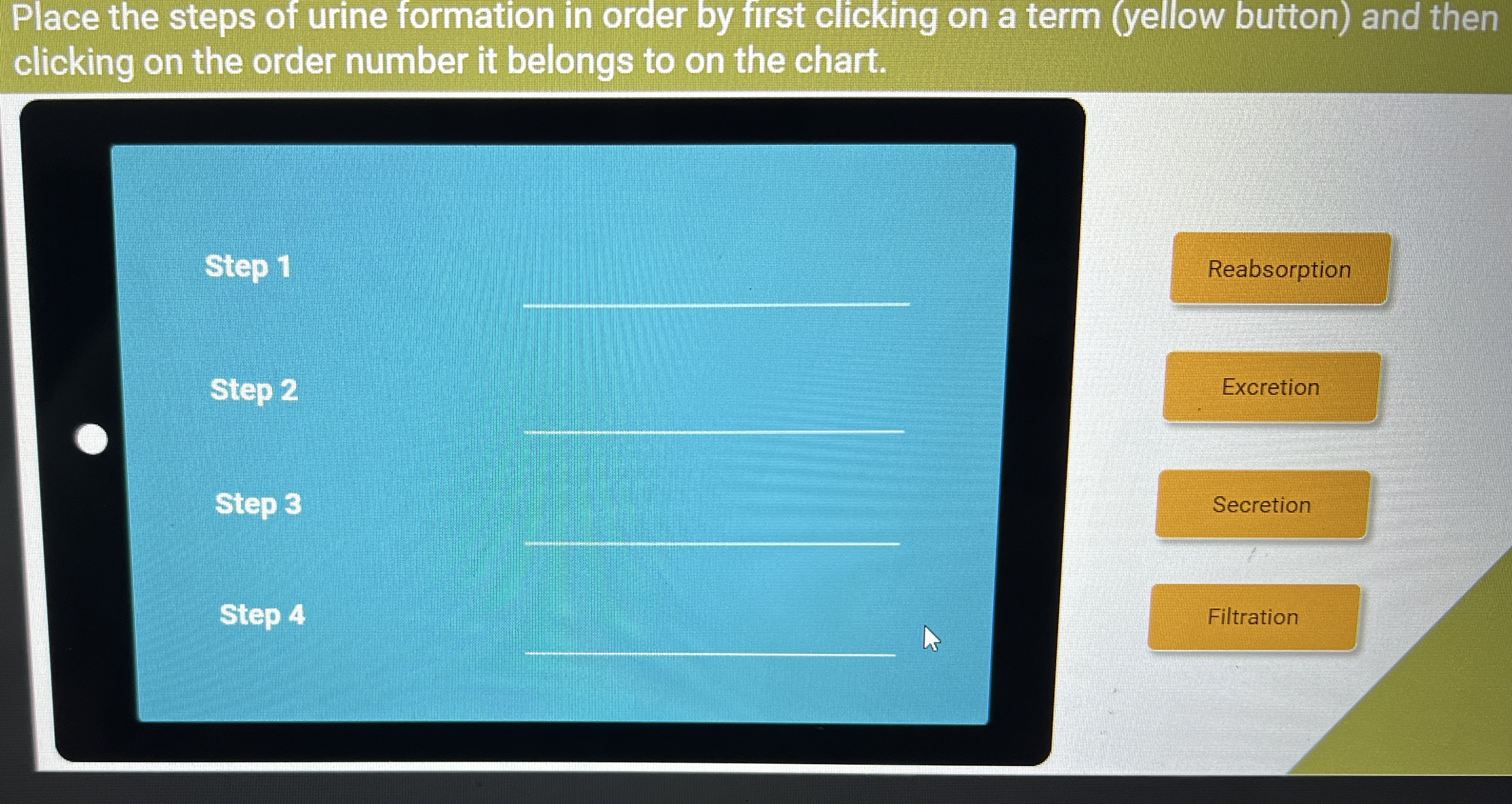 Solved Place the steps of urine formation in order by first