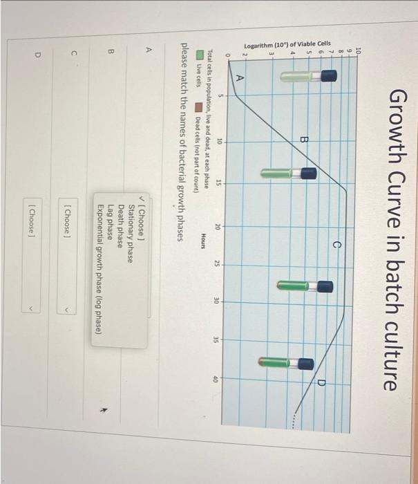 Growth Curve in batch culture
please match the names of bacterial growth phases