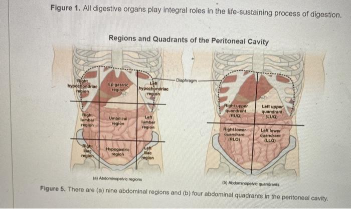 abdominal cavity organs quadrants