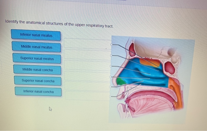 Solved Identify the anatomical structures of the upper | Chegg.com