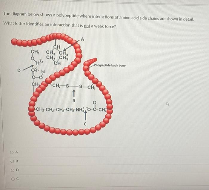 Solved The diagram below shows a polypeptide where | Chegg.com