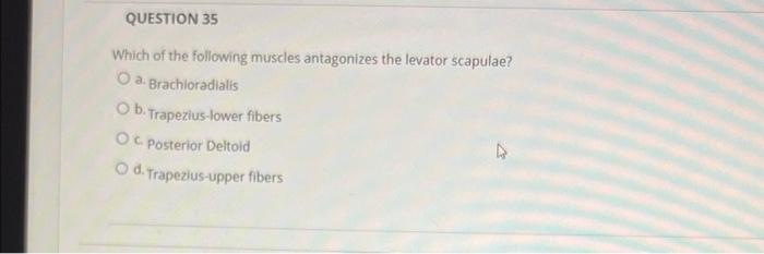 Solved QUESTION 35 Which of the following muscles | Chegg.com