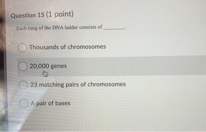 Solved Question 15 (1 point) Each rung of the DNA ladder | Chegg.com