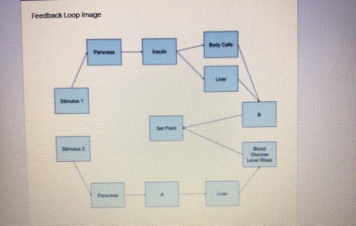 Solved Feedback Loop Image Body Colle Pancreas ins LM Stmk 8 | Chegg.com
