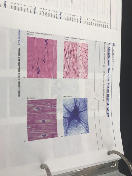 solved-b2-exercises-tissues-f-muscle-and-nervous-tissue-chegg