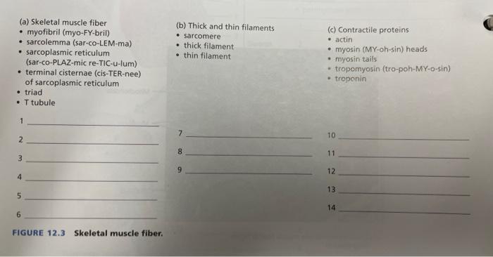Solved LAB ACTIVITY 1 Skeletal Muscle Tissue and Connective | Chegg.com