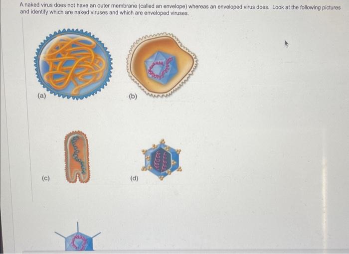 A Naked Virus Does Not Have An Outer Membrane Called Chegg Com