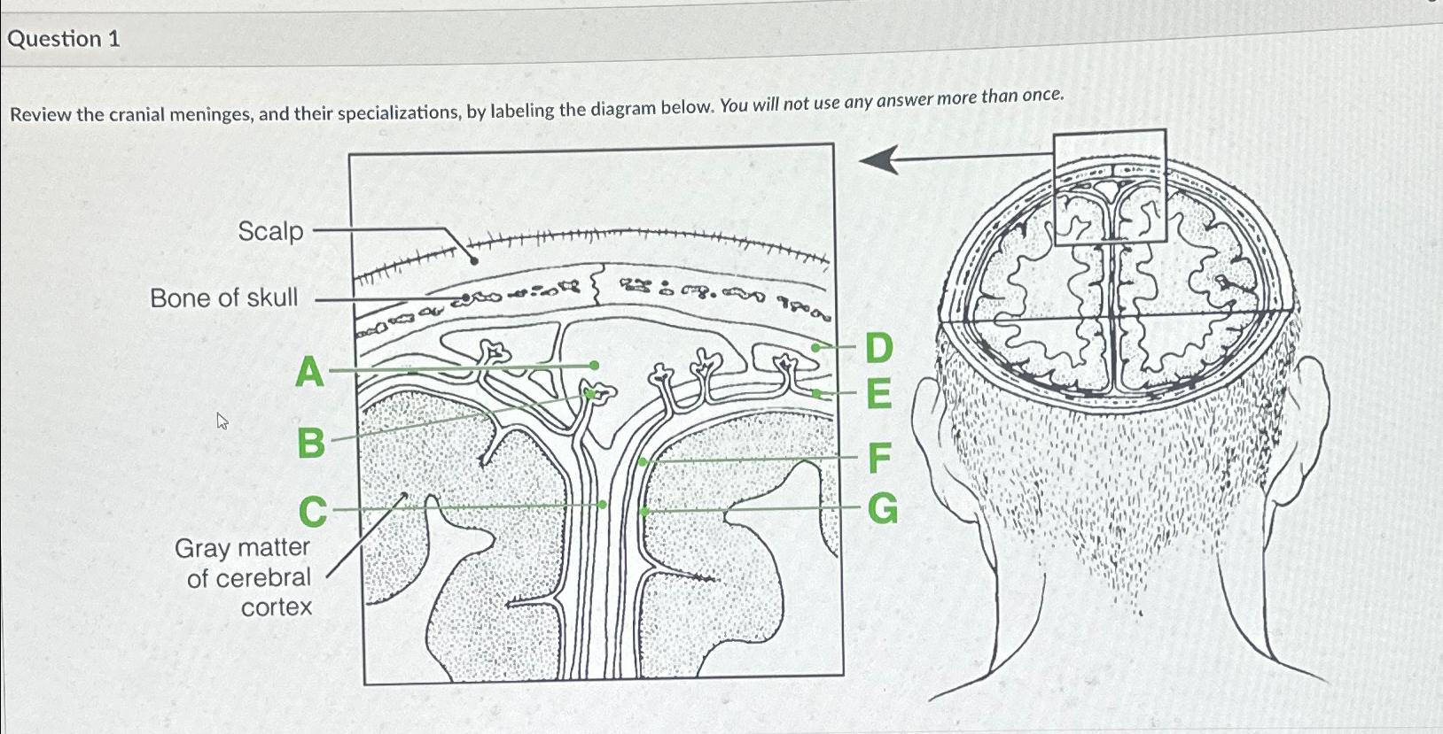 Solved Question 1Review the cranial meninges, and their | Chegg.com