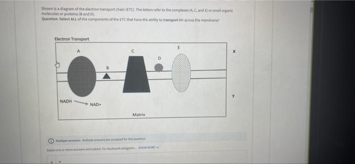 Solved Shown is a diagram of the electron transport chain | Chegg.com