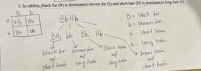 Solved H/HB Hb ВЬ Нh 3. In Rabbits, Black Fur (B) Is | Chegg.com