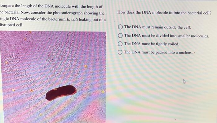 ompare the length of the DNA molecule with the length of
ne bacteria. Now, consider the photomicrograph showing the How does 