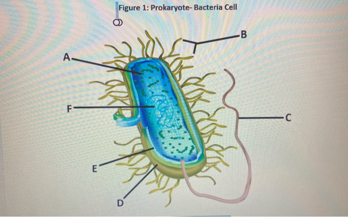 Solved Experiment 1: Create A Cell 1. In the table below, | Chegg.com