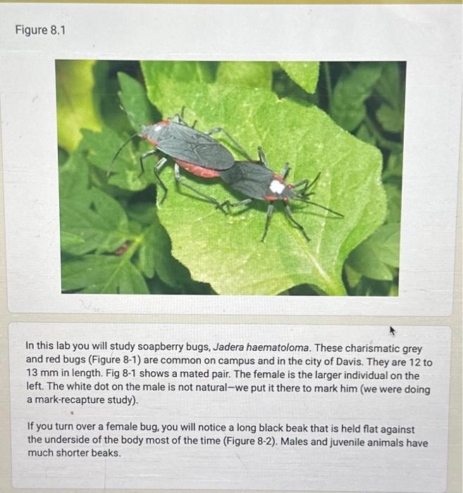 Solved Figure 8.1 In this lab you will study soapberry bugs, | Chegg.com
