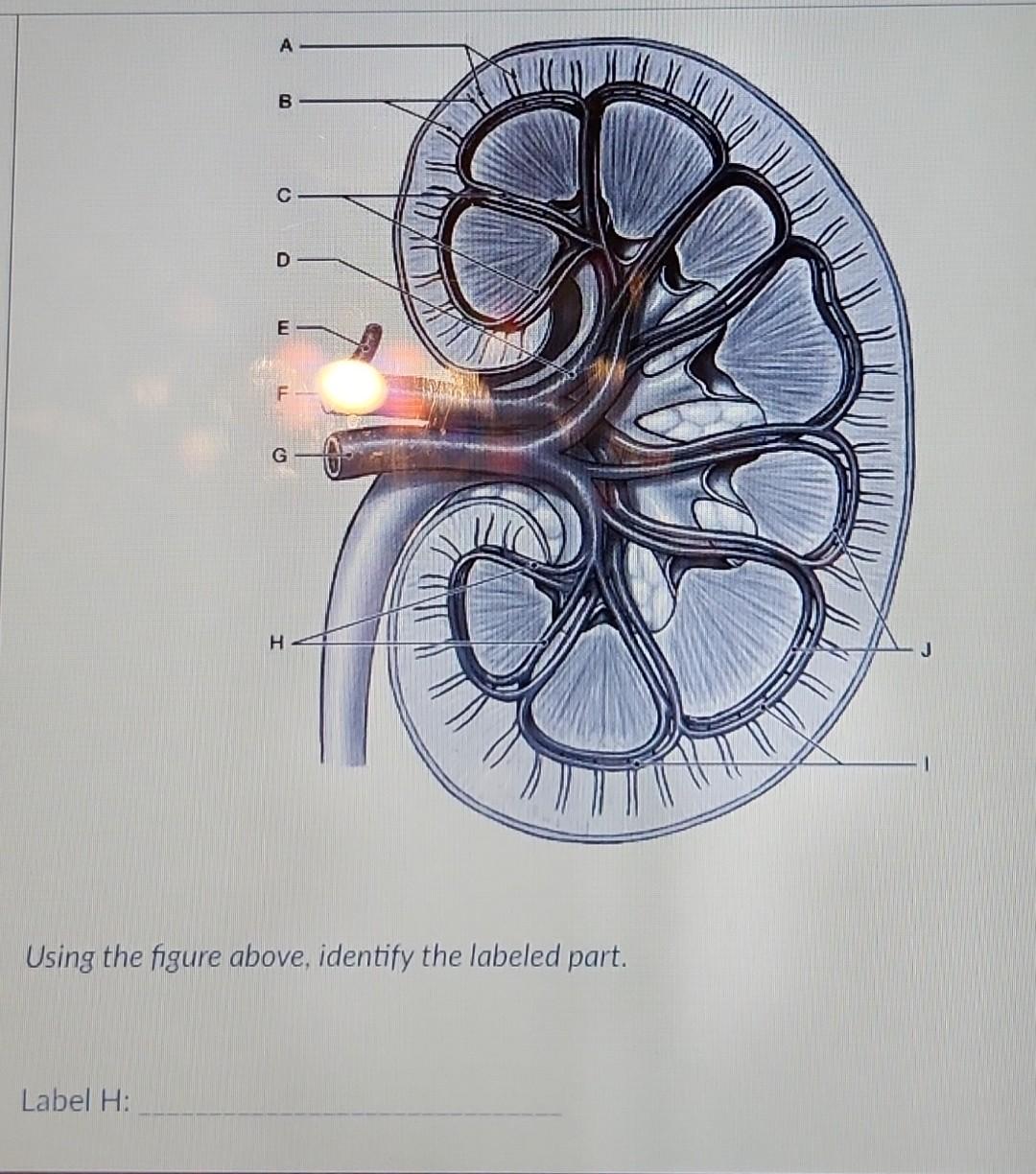 Solved Using the figure above, identify the labeled part. | Chegg.com