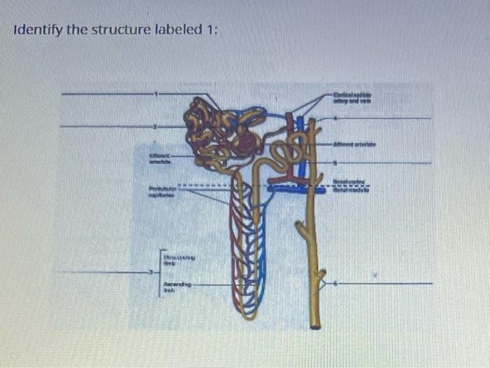 Solved Ideritify the structure labeled 1: Identify the | Chegg.com