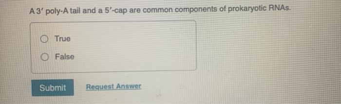 Solved A3 poly-A tail and a 5'-cap are common components of | Chegg.com