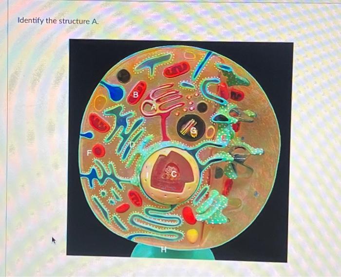 Solved Identify The Structure A. | Chegg.com